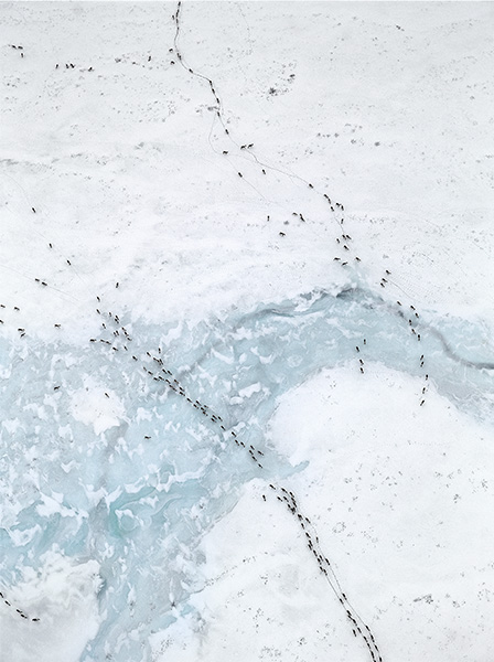 oilncaribou4600448