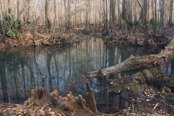Blue Spring, photograph by Cecelia Dailey